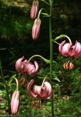 Tuerkenbundlilie Lengeltal 2